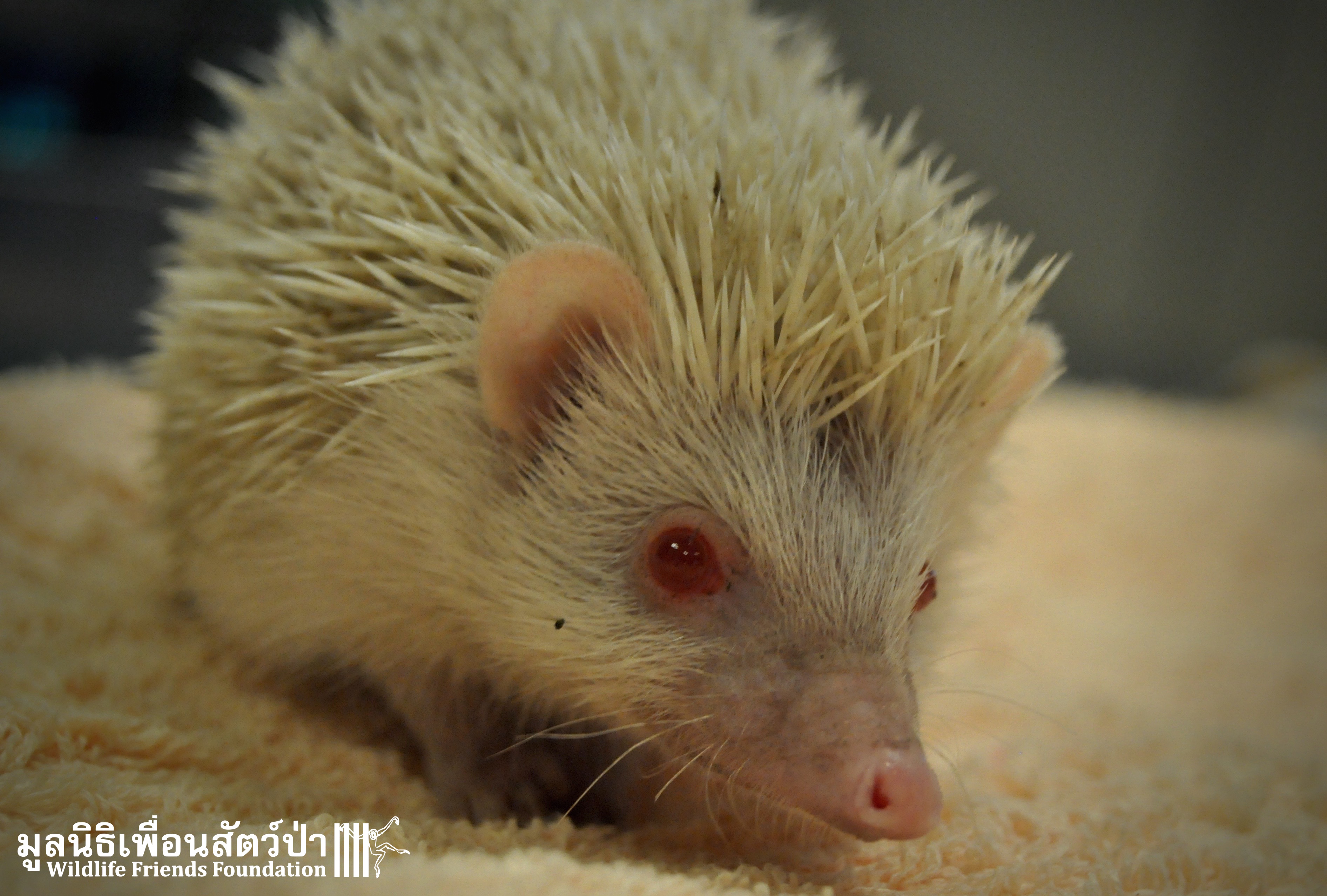 albino baby hedgehog