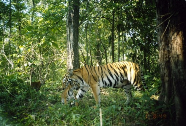 Petition to protect the tigers at Mae Wong National Park