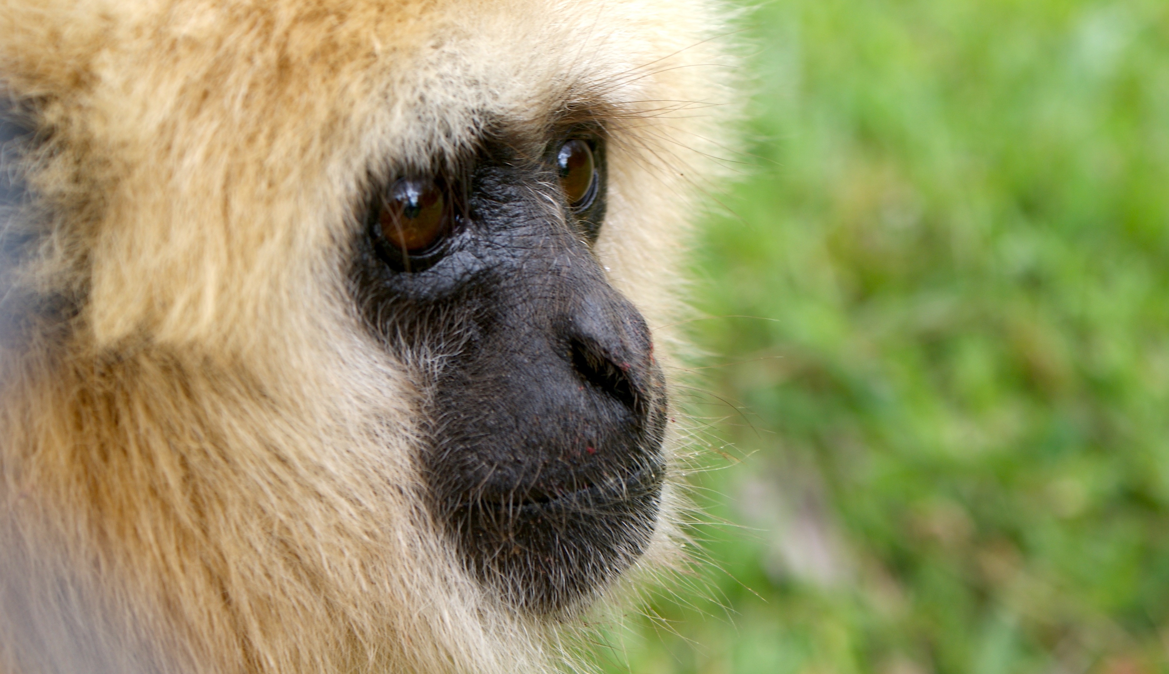 Cosmo and Bridget, gibbons in love