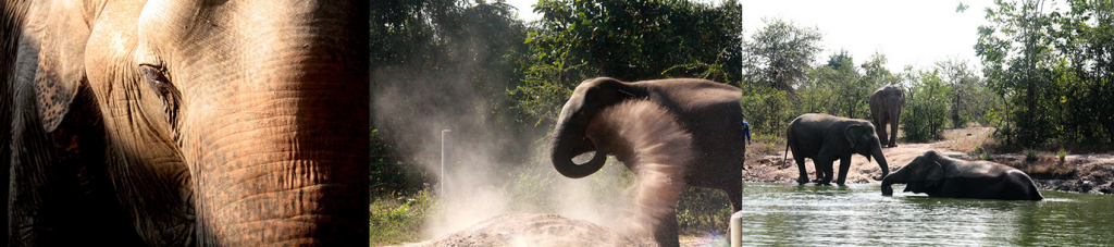 Elephant Refuge Education Center Wildlife Friends Foundation Thailand