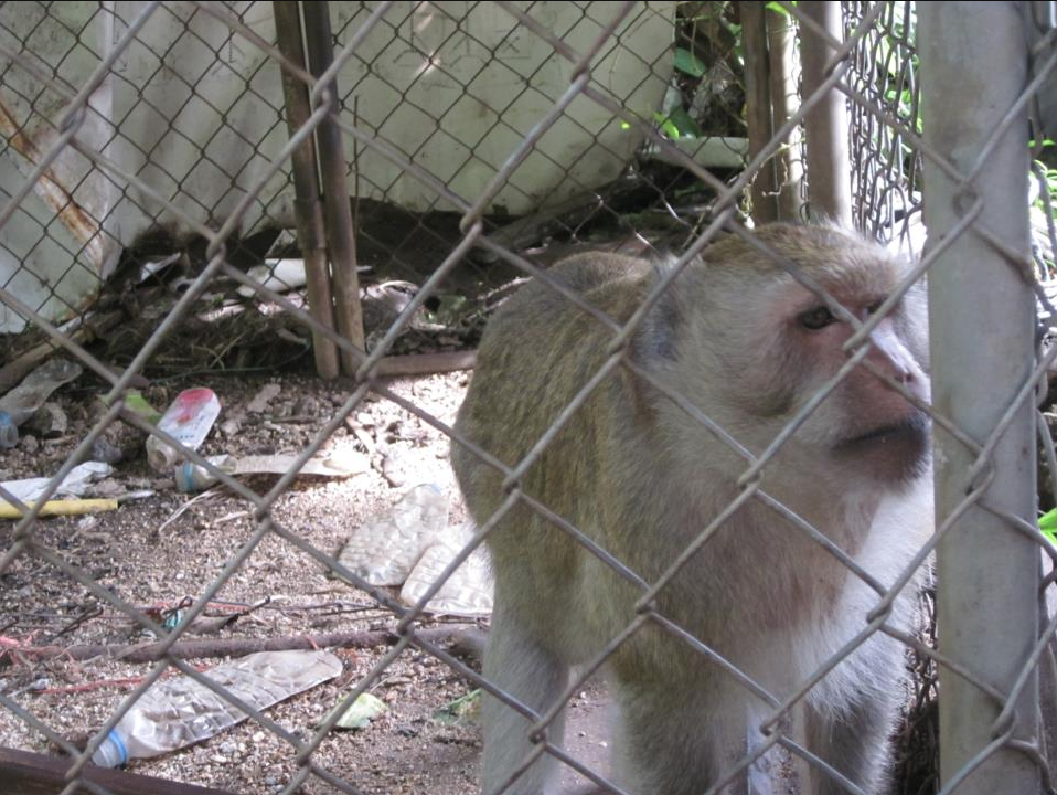 SMALL appeal to make a BIG difference for a monkey