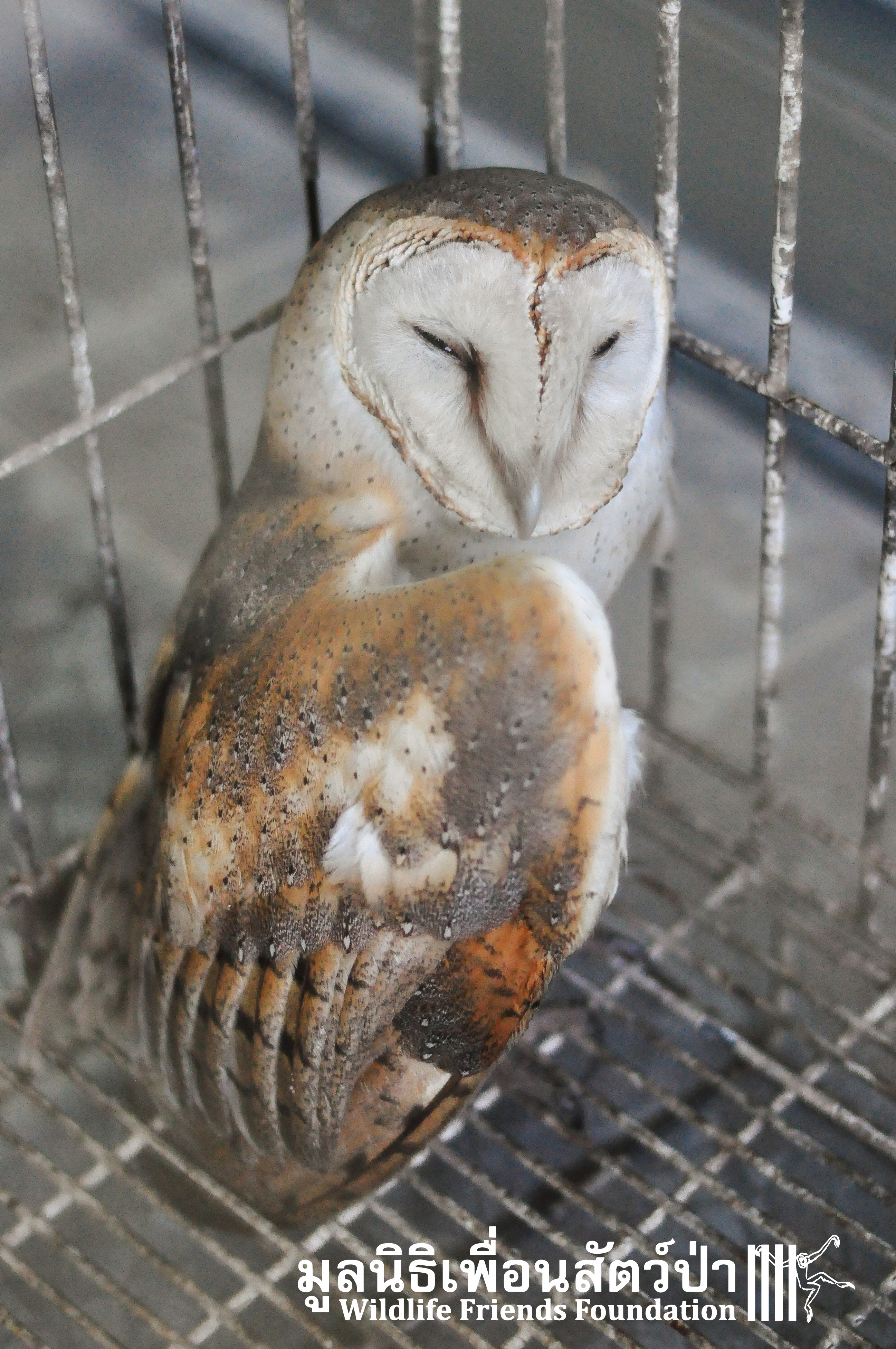 Barn Owl Rescue 091215 927 Wildlife Friends Foundation Thailand