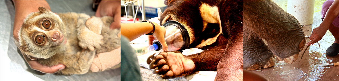 Wildlife Hospital