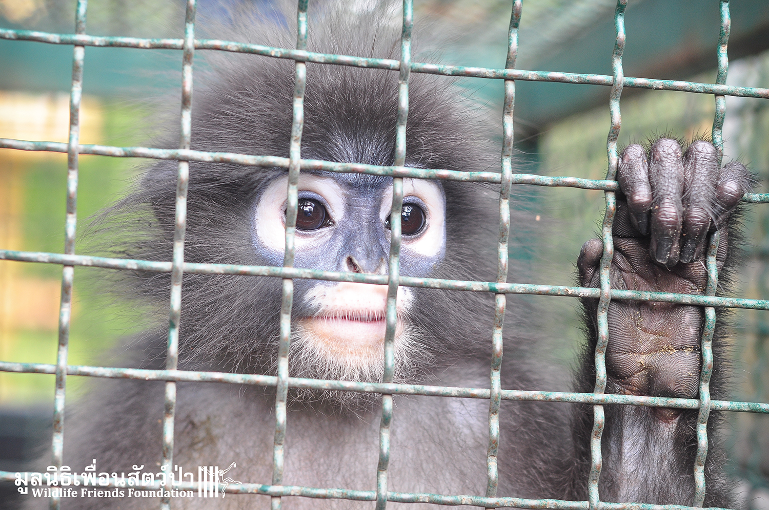 Abandoned pet langur rescued after attack by wild langurs