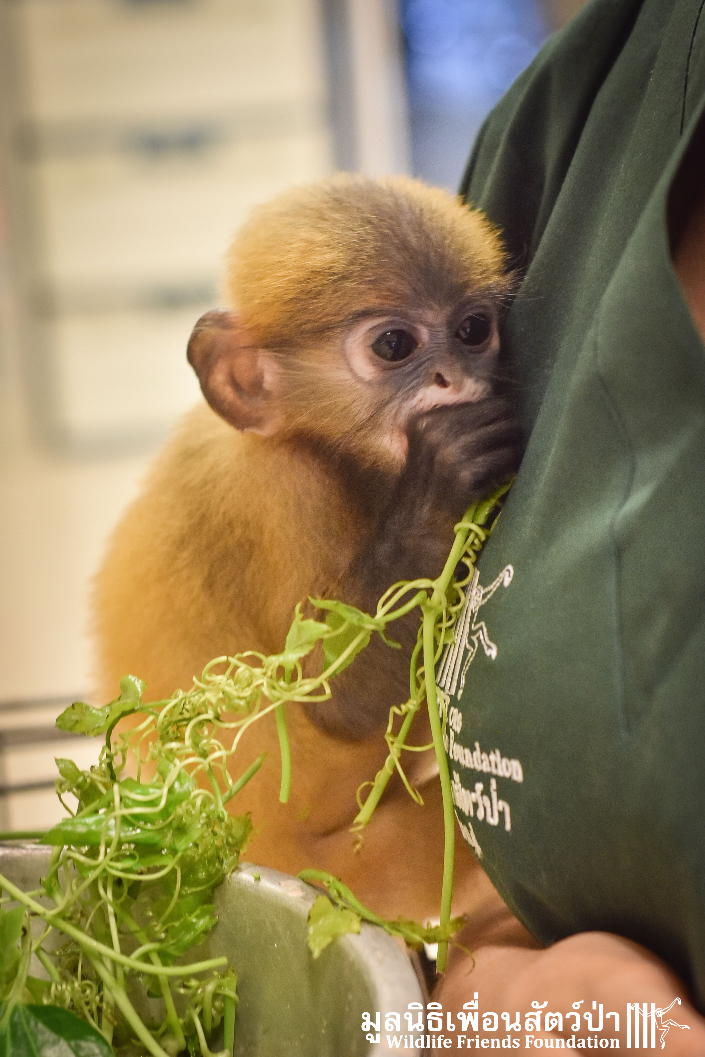 Dusky Leaf Monkey Nursing a Baby
