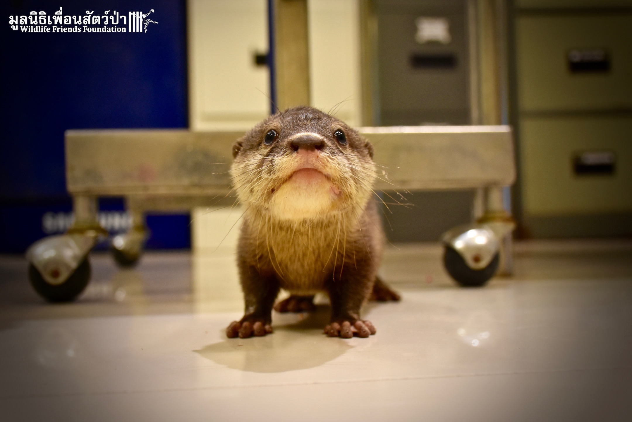 What a day for Little Jay, the Otter Pup