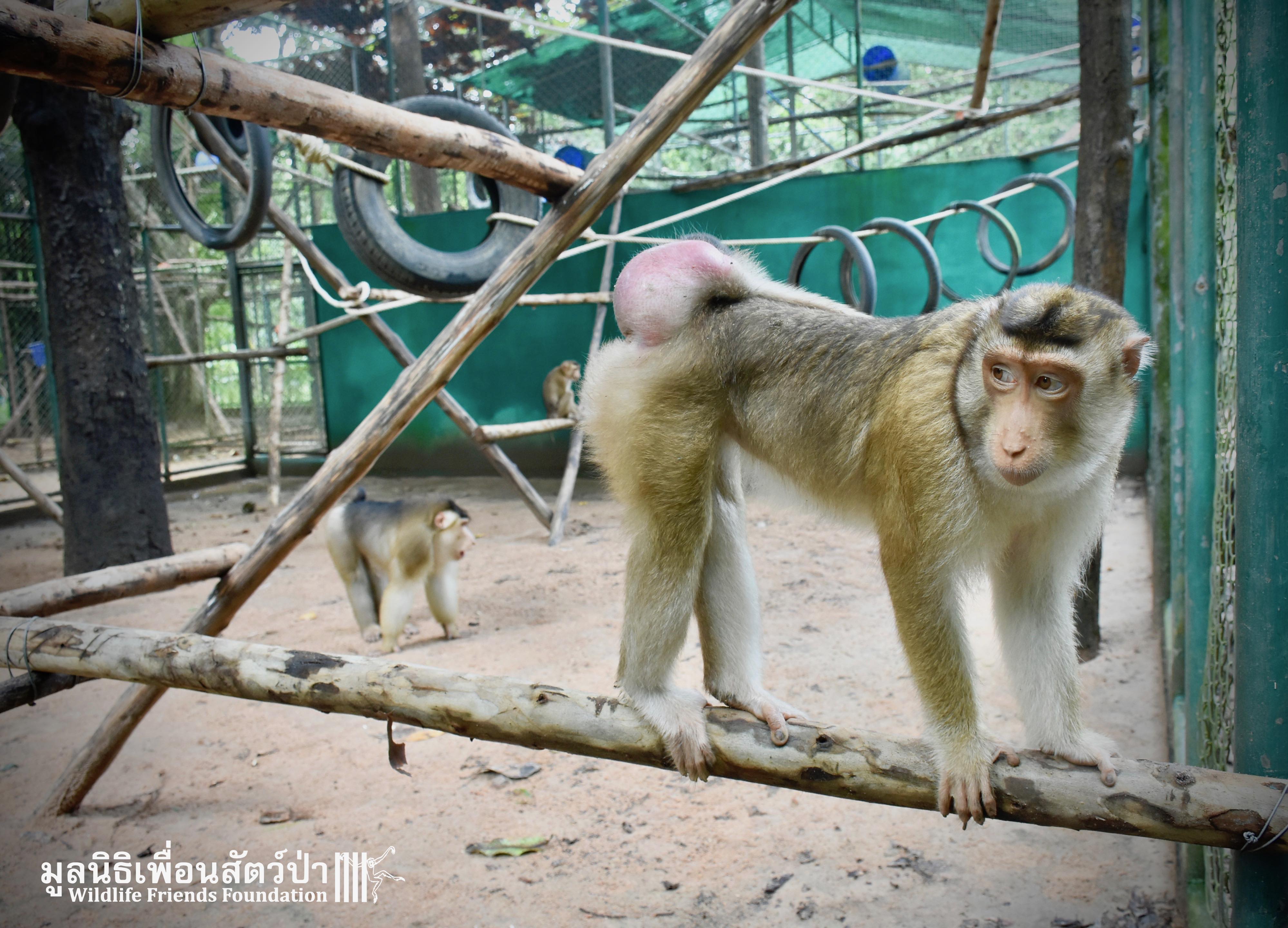 Bobo, Silver and Nam Phet leave Quarantine!