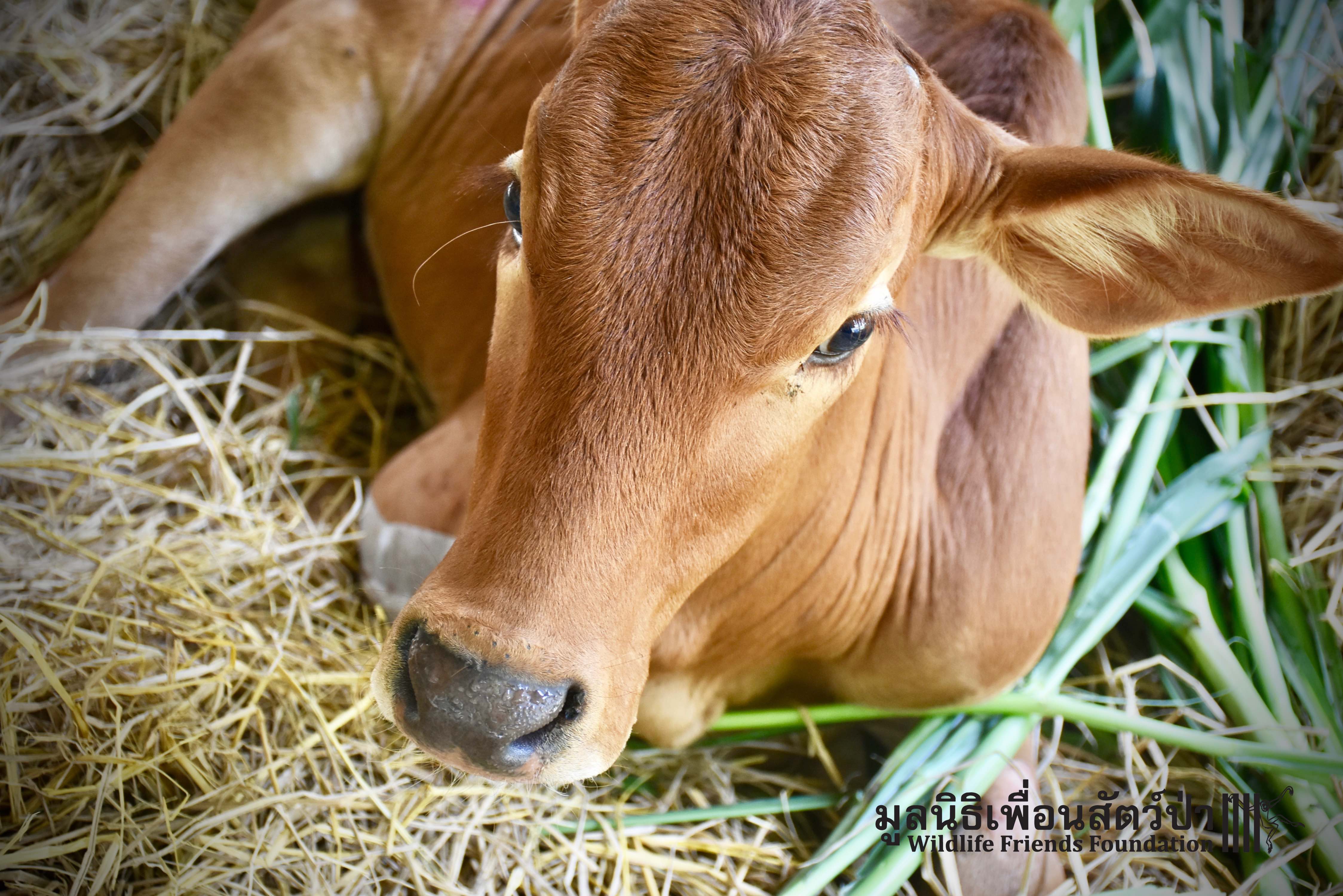 Rescued — Two Calves in 1 Week