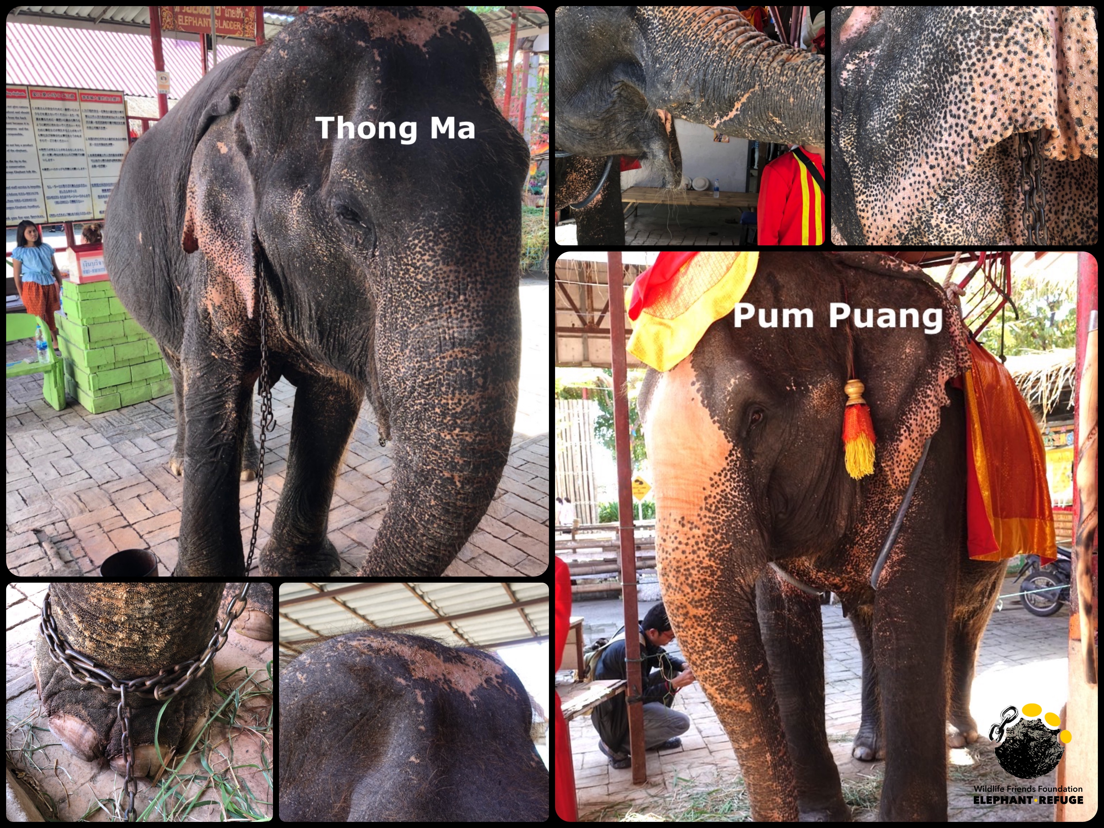 Can you help us Rescue these two Elephant Friends?