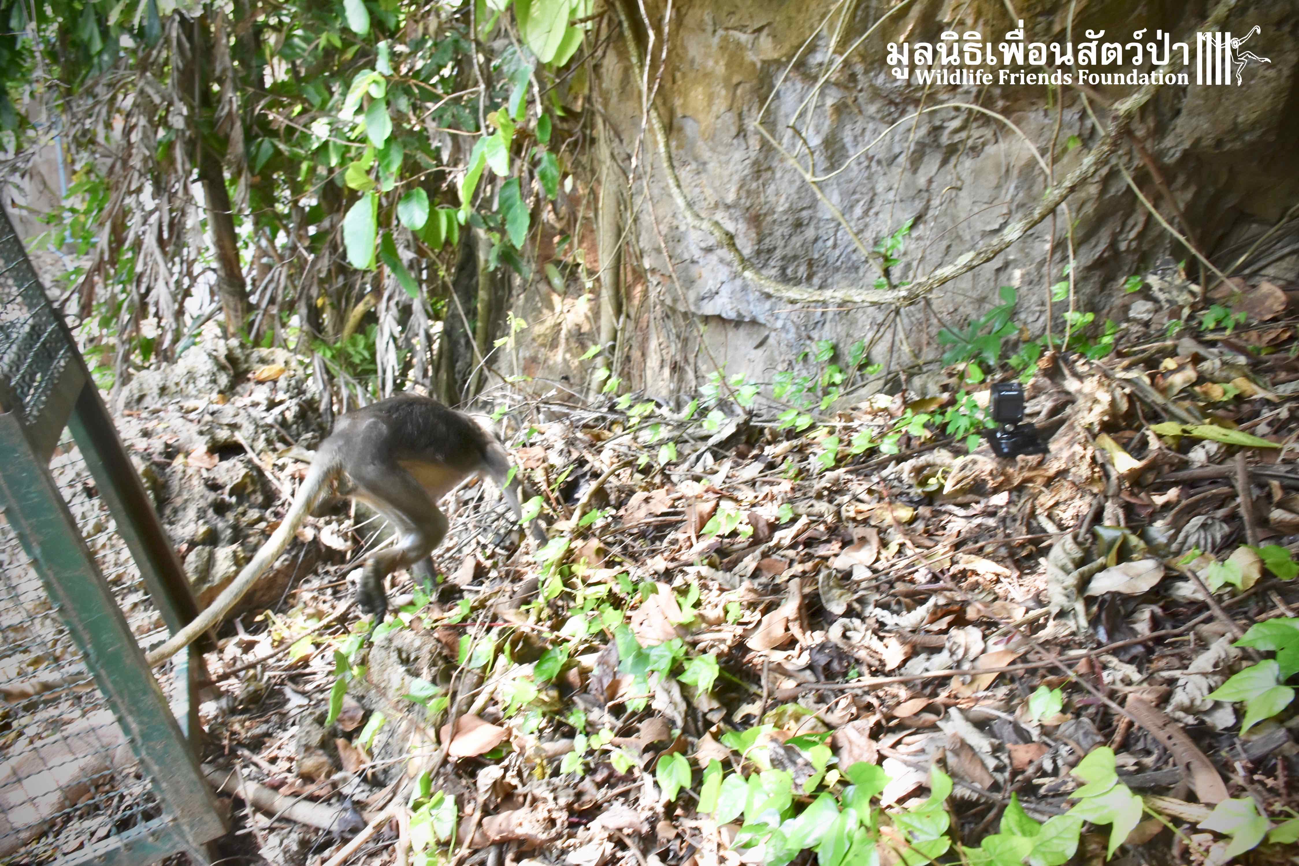 WFFT Wildlife Rescue Team: Rescued Rosy Released back into the Wild!!!