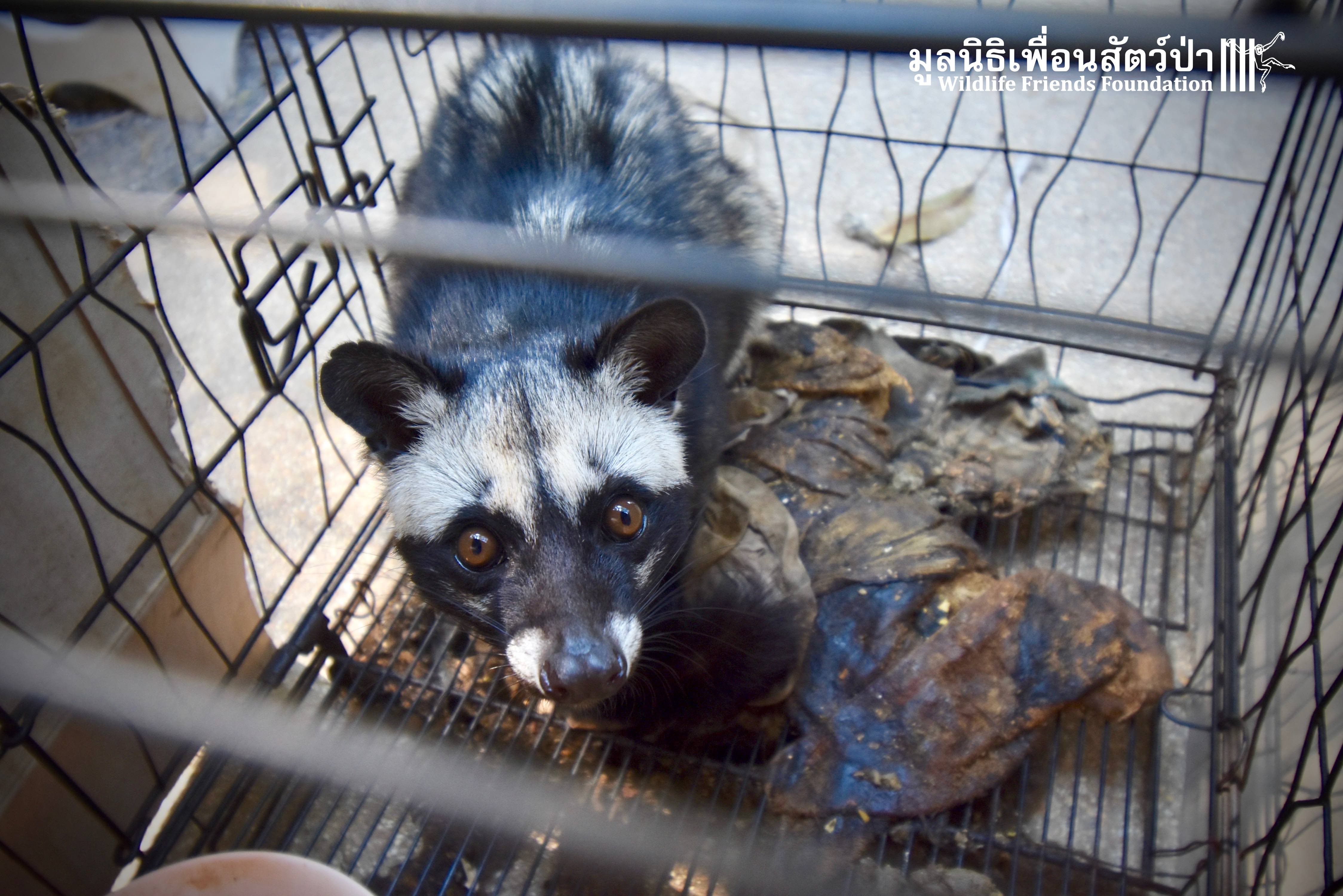 Welcome Jimmy – A new Civet joined our Community