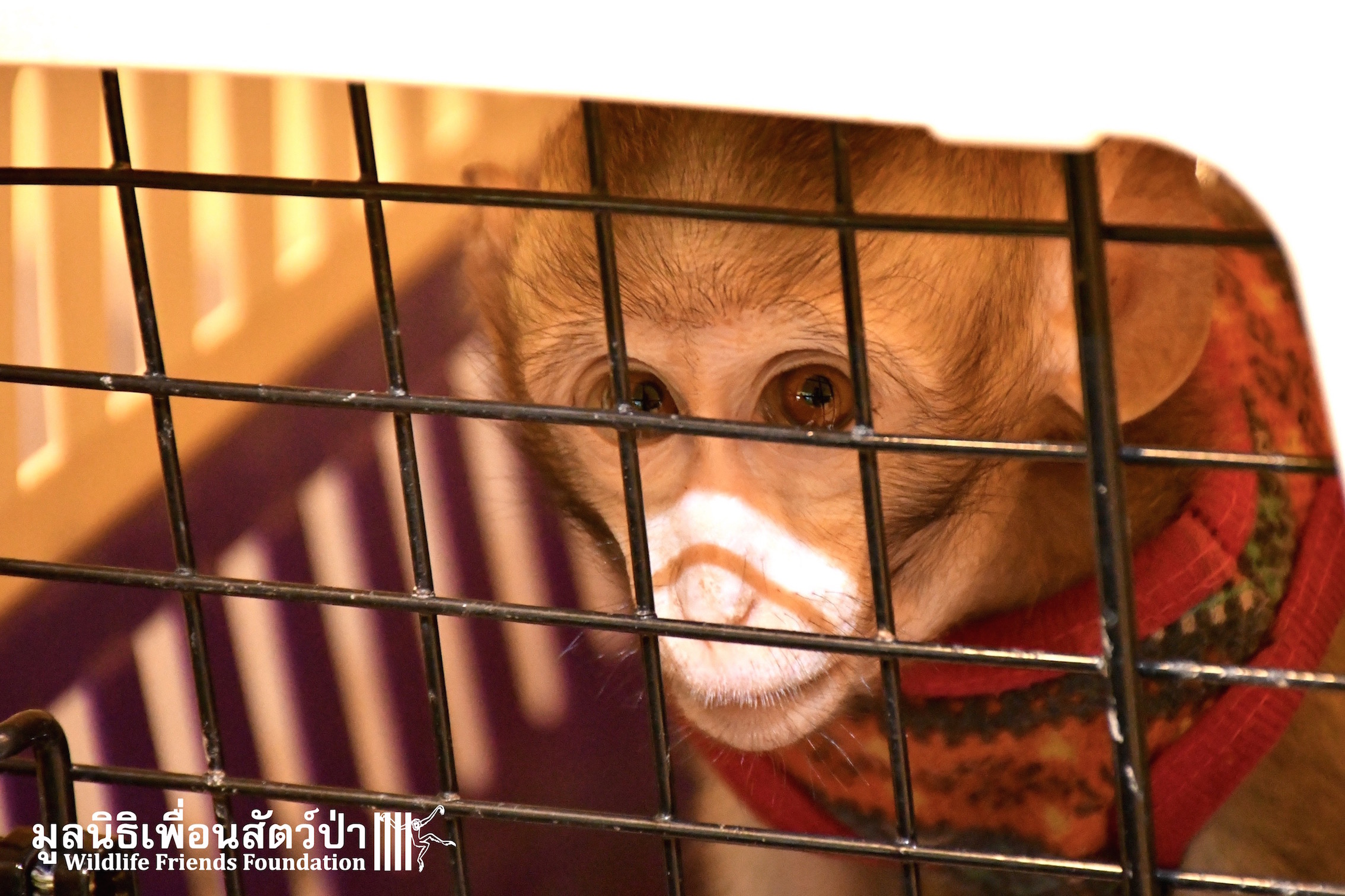 Rescued – One-year-old Long-Tailed Macaque