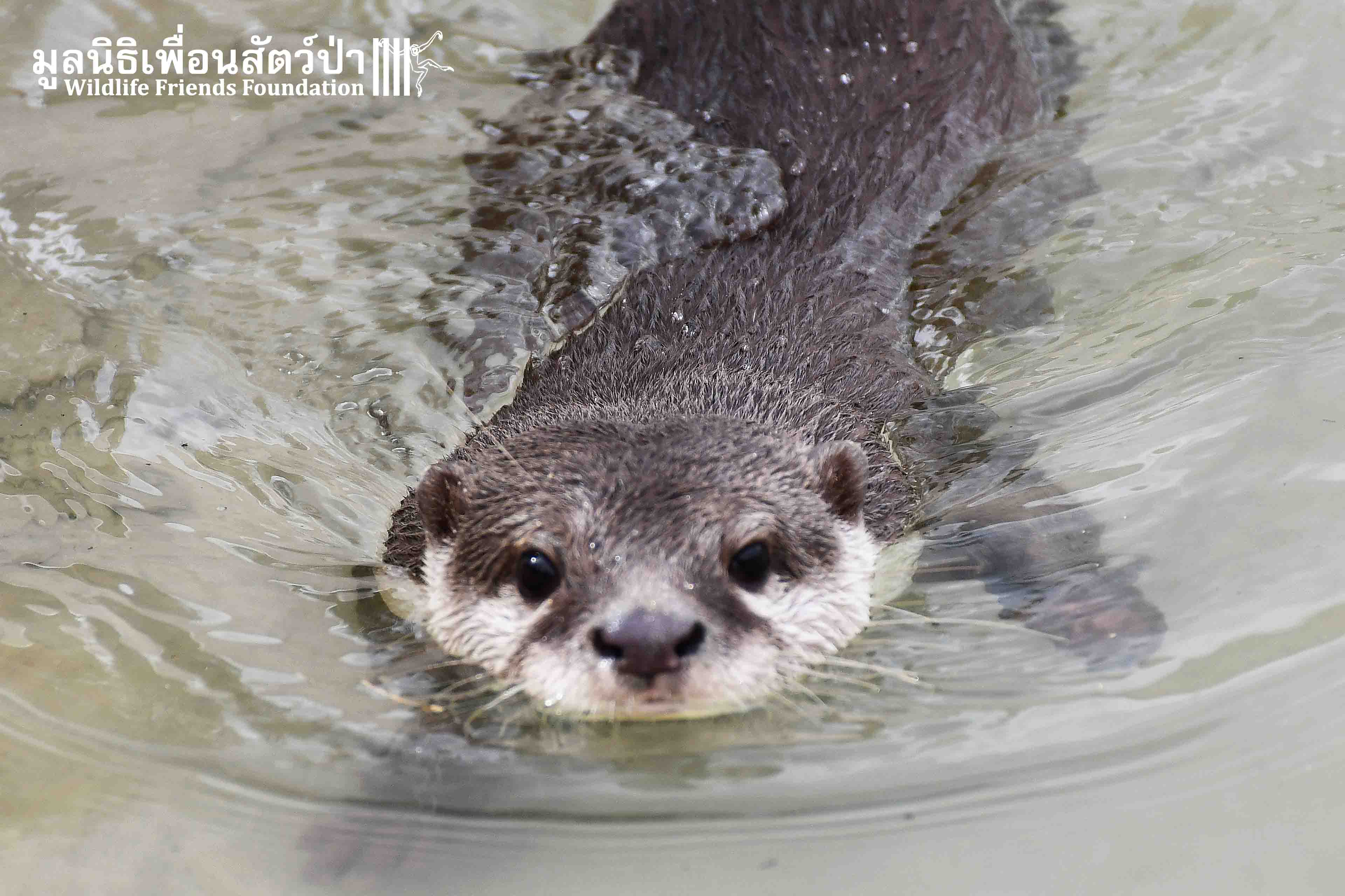 Rescued – Otters – Thung Ngern & Thung Thong