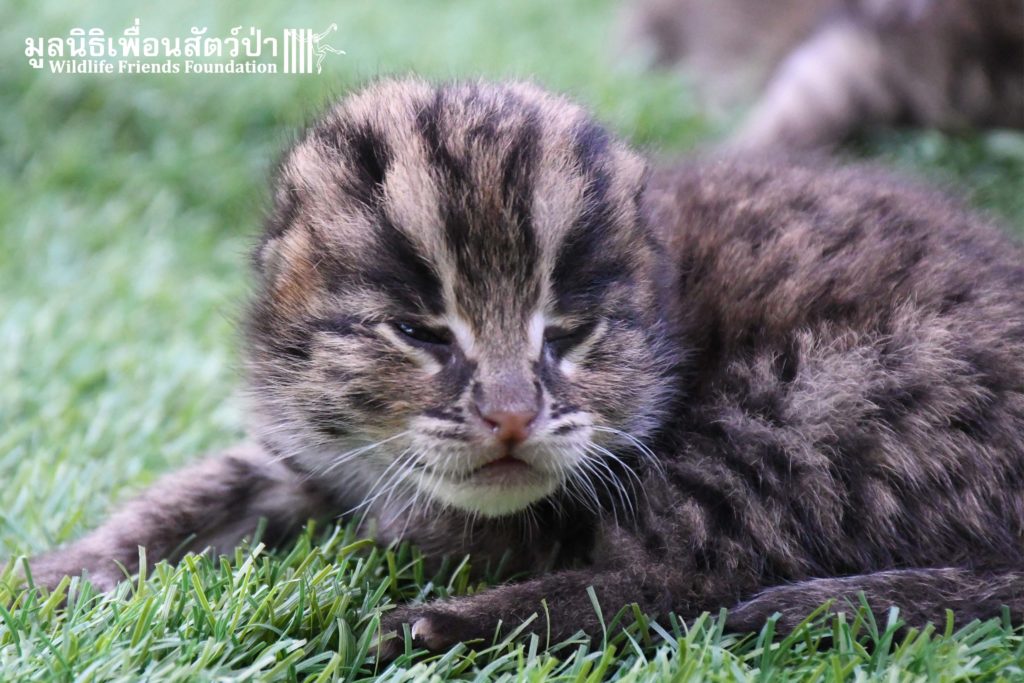 Fishing cat clearance kitten