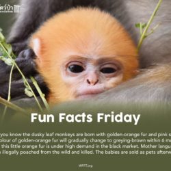Fun Facts Friday - Wildlife Friends Foundation Thailand