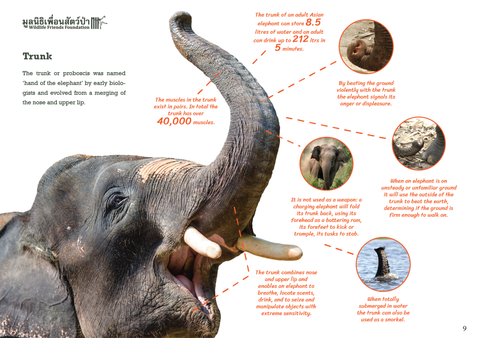 Elephant Educational Posters / Factsheets - Wildlife Friends Foundation