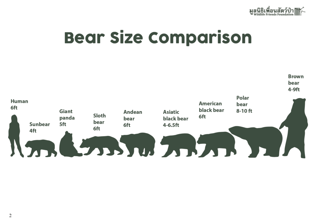 Bear Educational Posters / Factsheets - Wildlife Friends Foundation ...