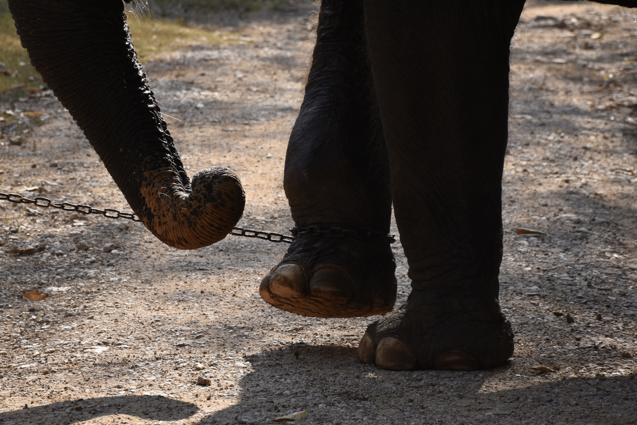 Help rescued elephants