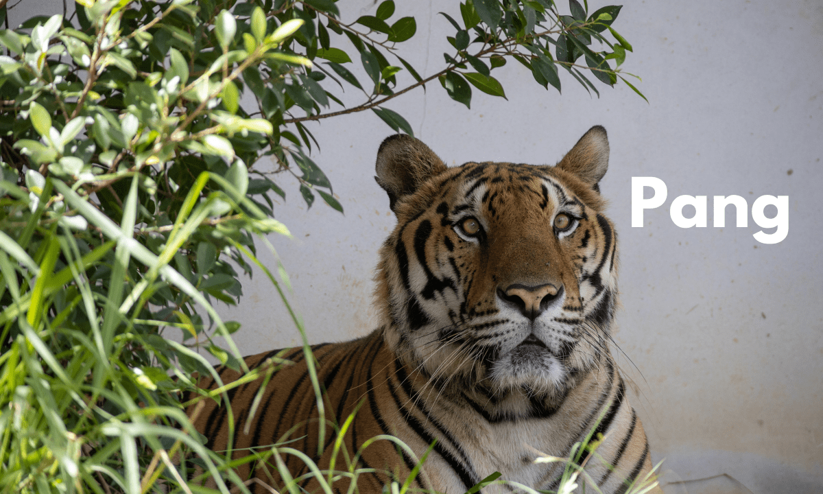 Train with bear paws and paos – Tigre Thai