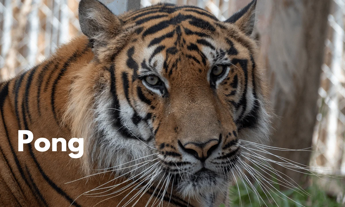 Meet our Rescued Tigers - Wildlife Friends Foundation Thailand