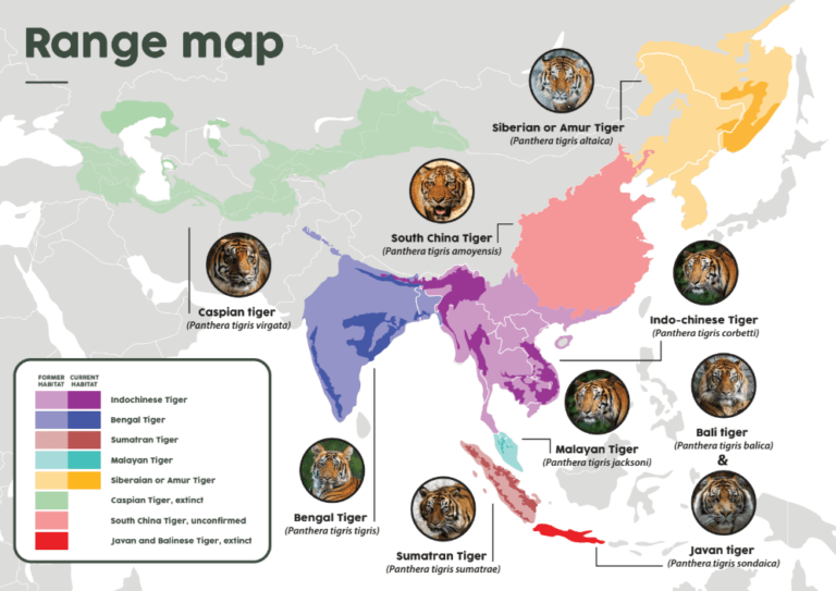 Tiger map - Wildlife Friends Foundation Thailand