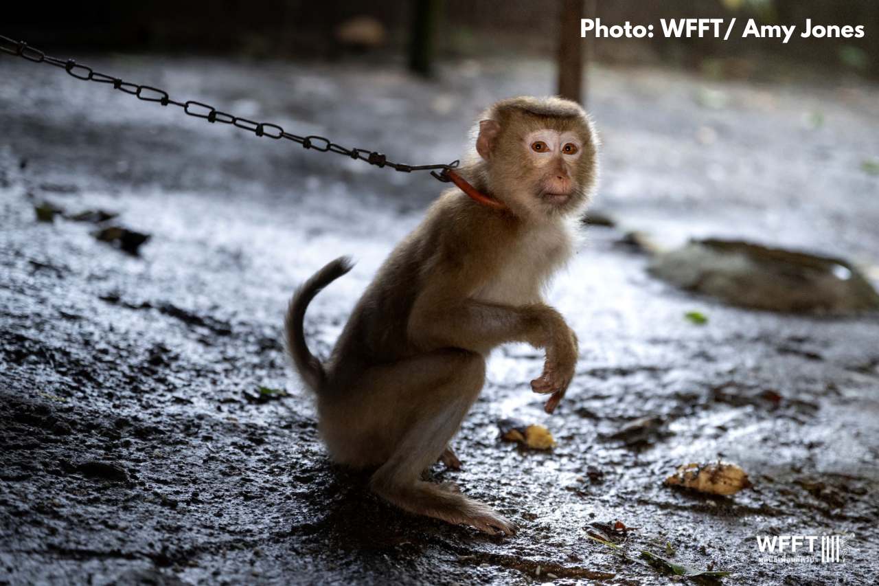 Close Down Monkey Zoo and Show