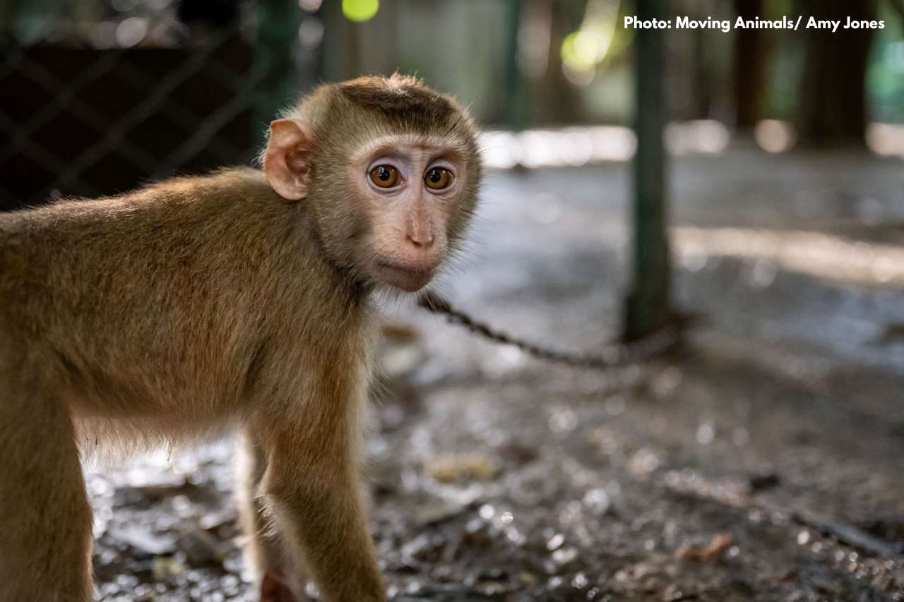 Juvenile macaque chained up