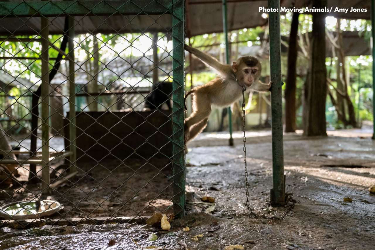 Juvenile macaque chained up