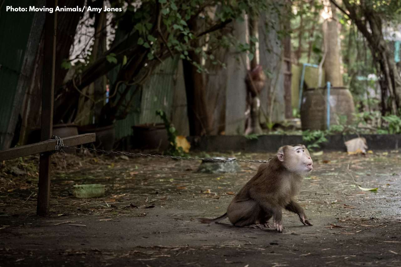 Adult macaque chained up