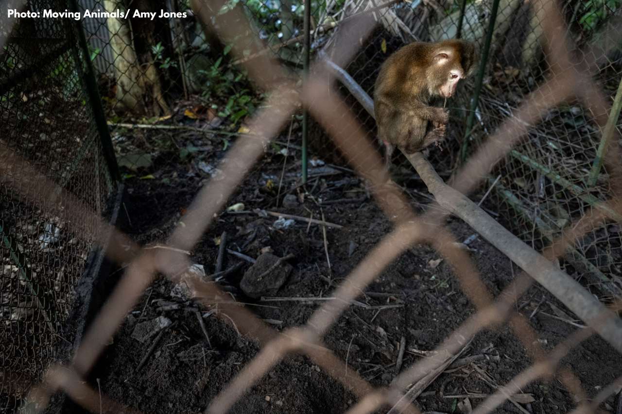 Adult macaque in dirty and small cage