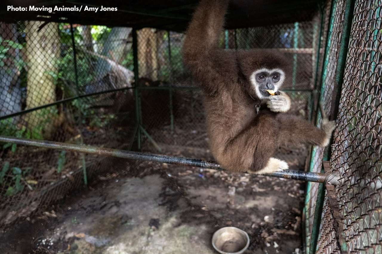 Gibbon in dirty and inappropriate cage