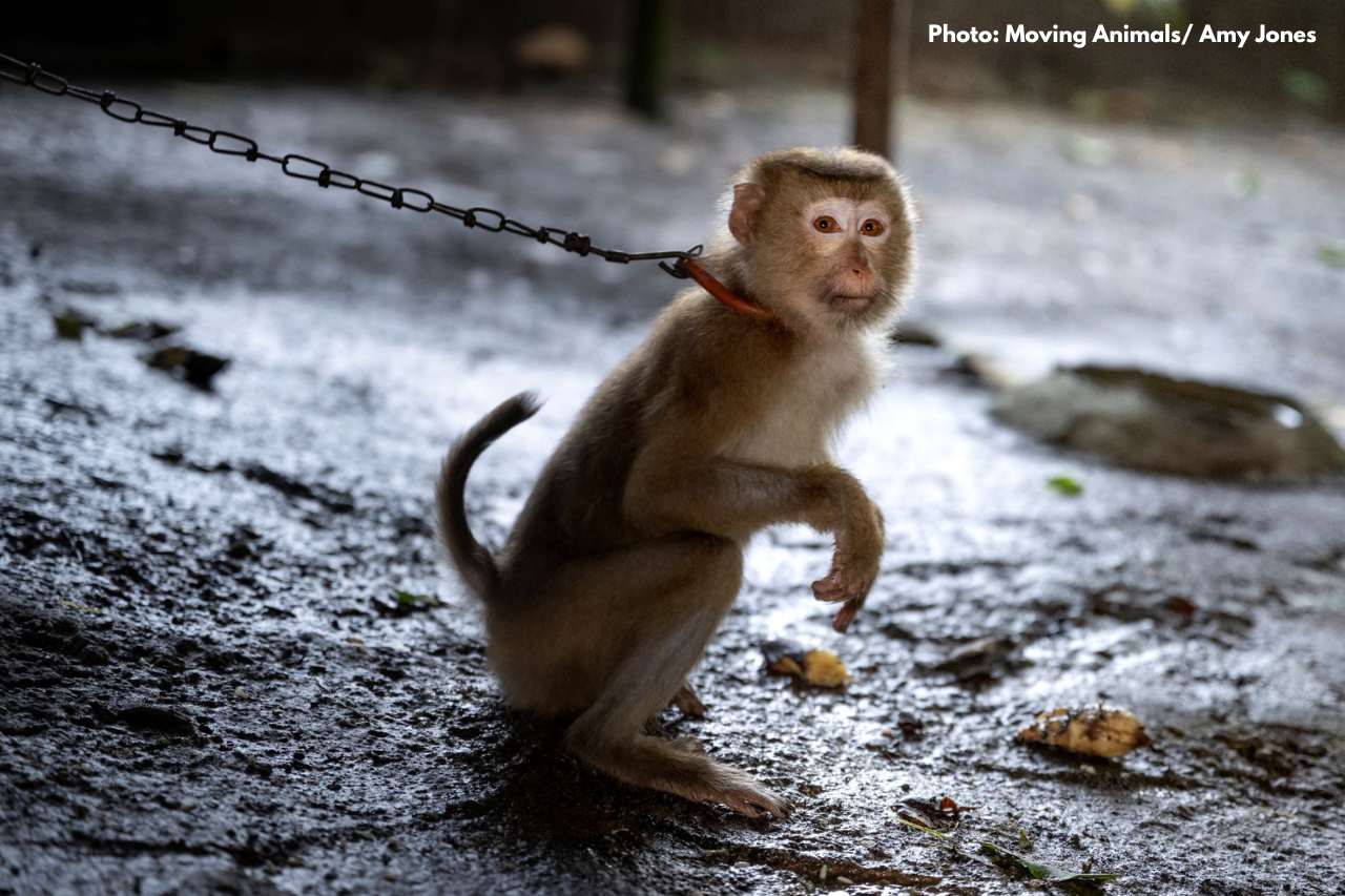 Juvenile macaque unable to move from chain