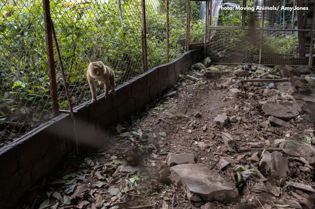 Macaque living in cage full of rubble