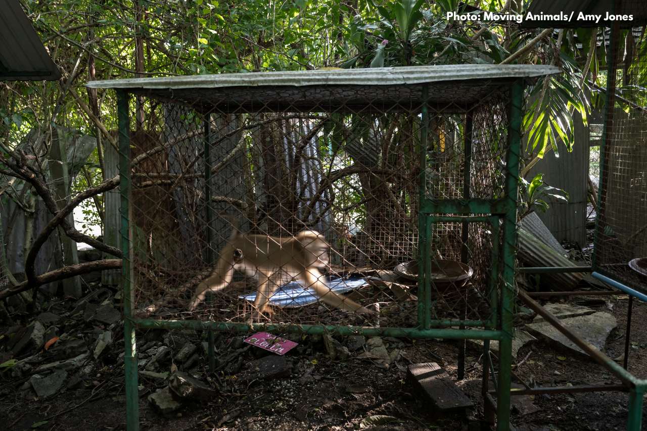 Macaque living in small cage