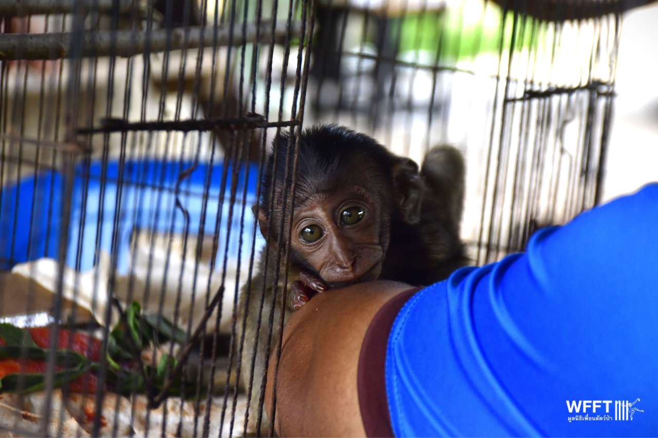 Click the long-tailed macaque