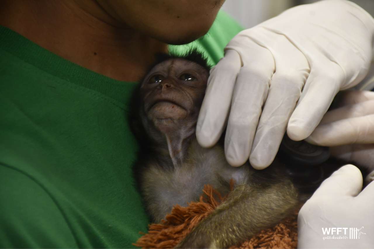 Click the long-tailed macaque