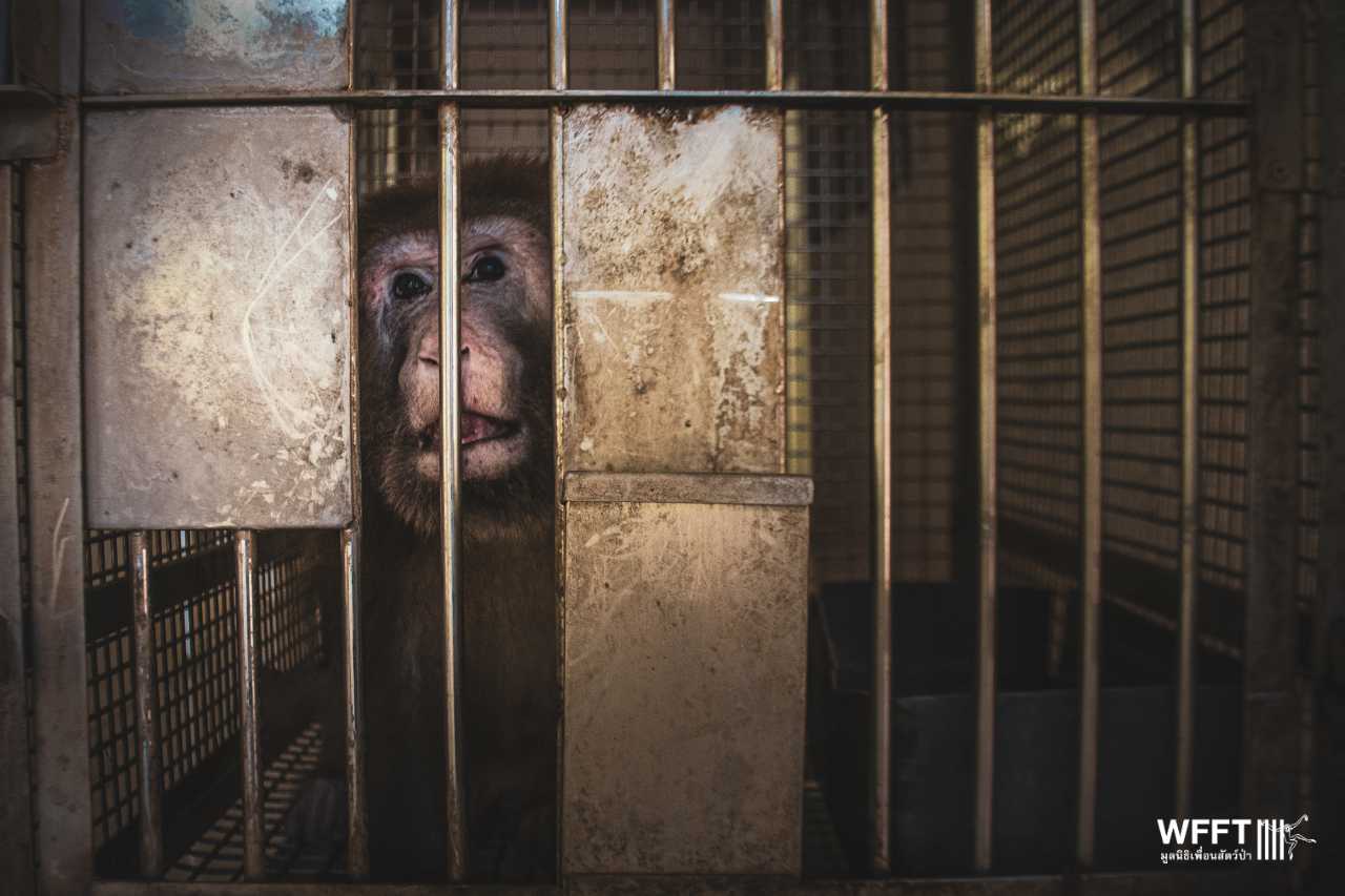 New rescued macaque in tiny cage