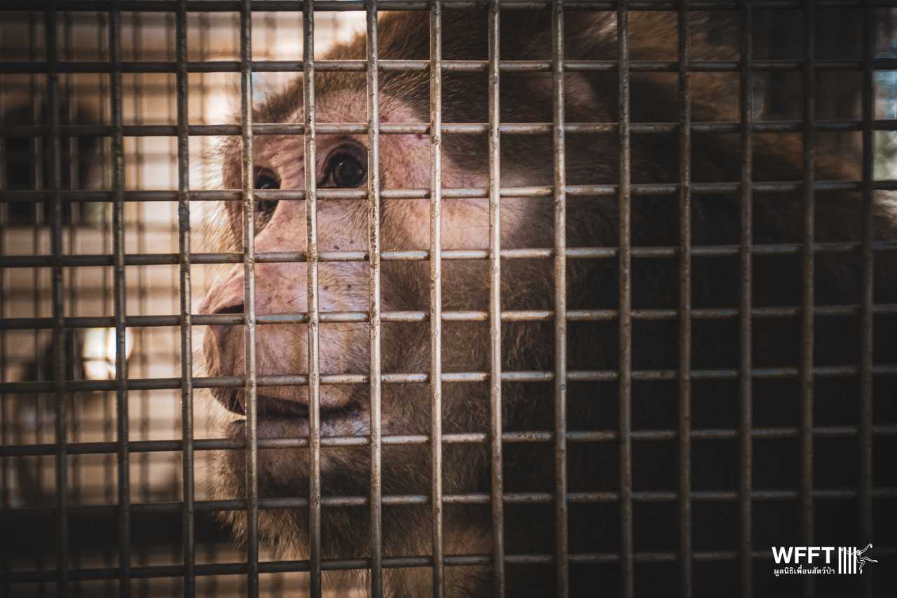 New rescued macaque in tiny cage