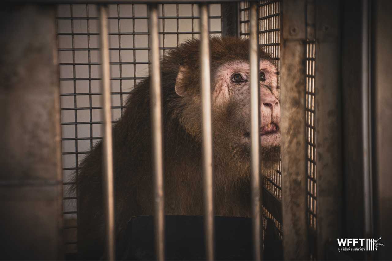 New rescued macaque in tiny cage