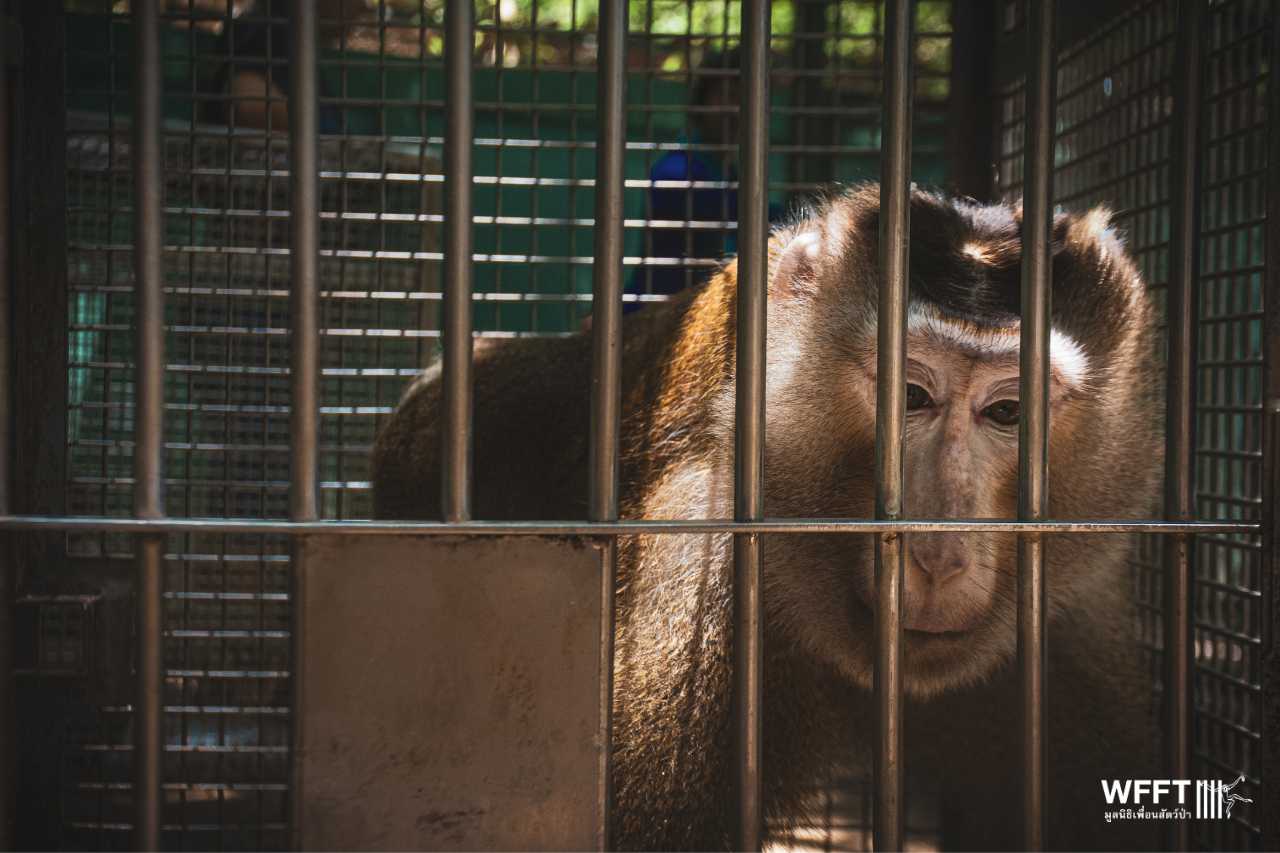 New rescued macaque in tiny cage