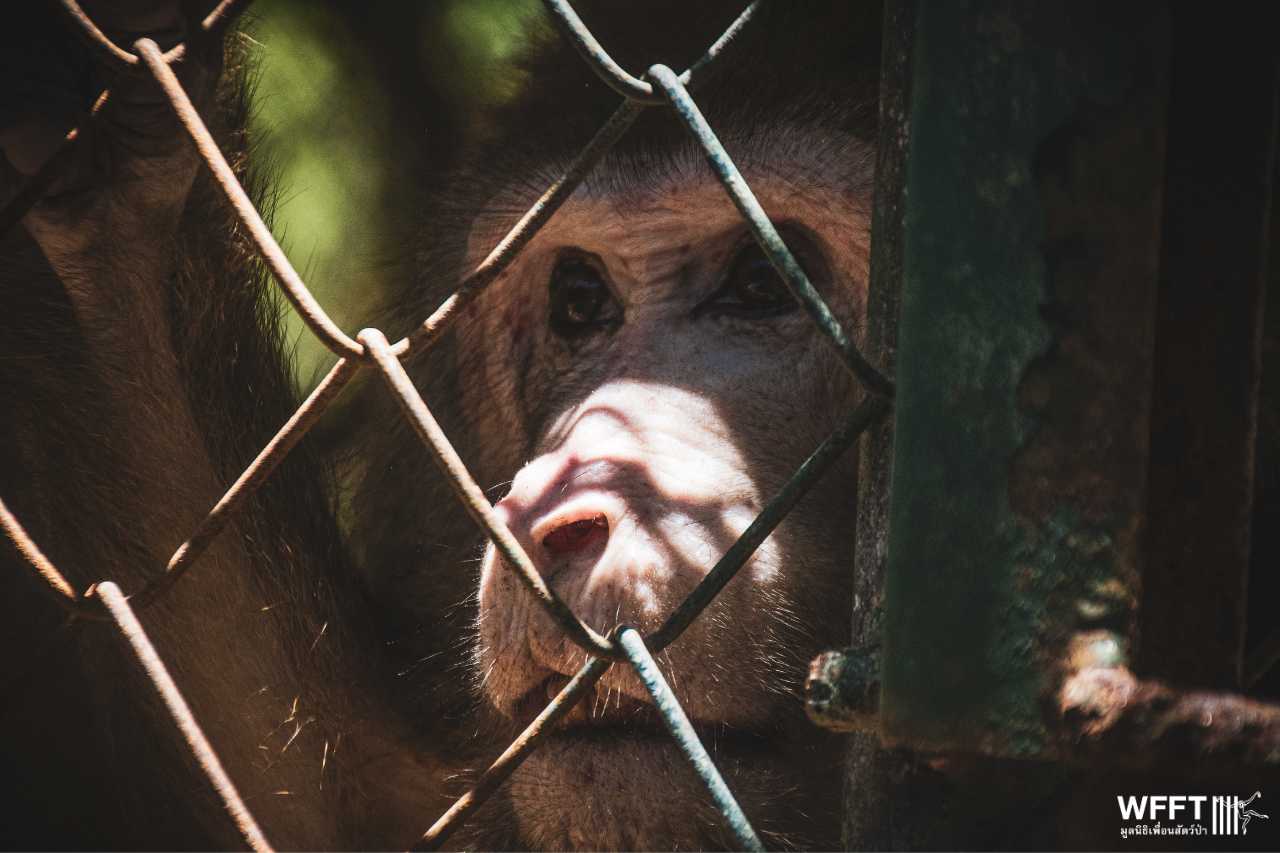 New rescued macaque in tiny cage