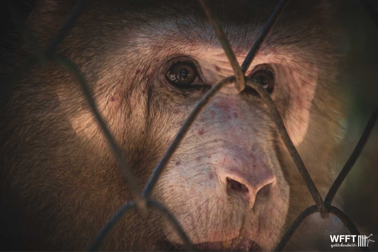 New rescued macaque in tiny cage