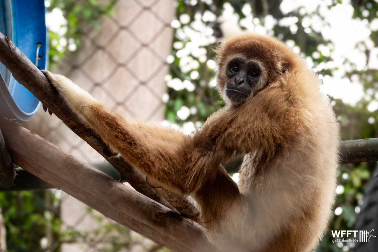 Jub Jib in her new enclosure