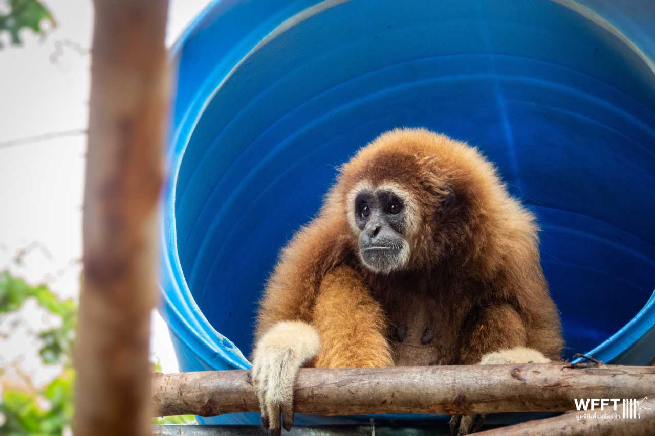 Jub Jib in her new enclosure