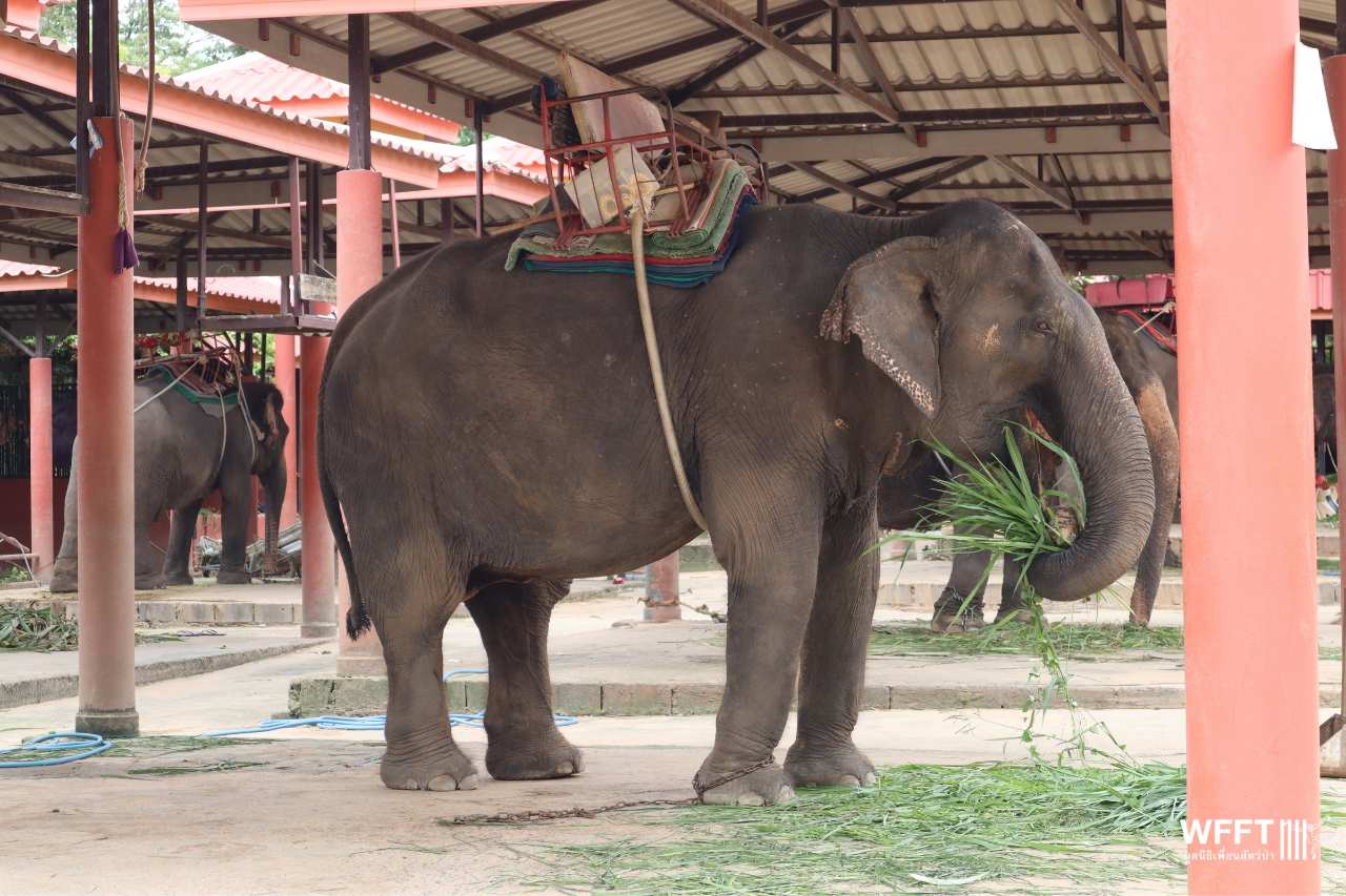 Nam Chok before rescue