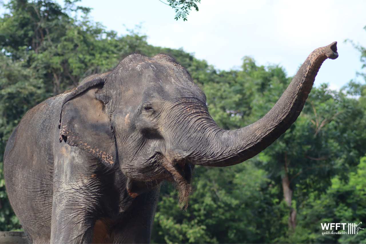 Nam Chok enjoying her new life at WFFT