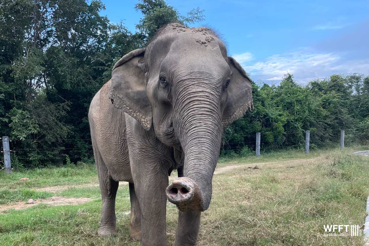 Nam Chok at the WFFT sanctuary