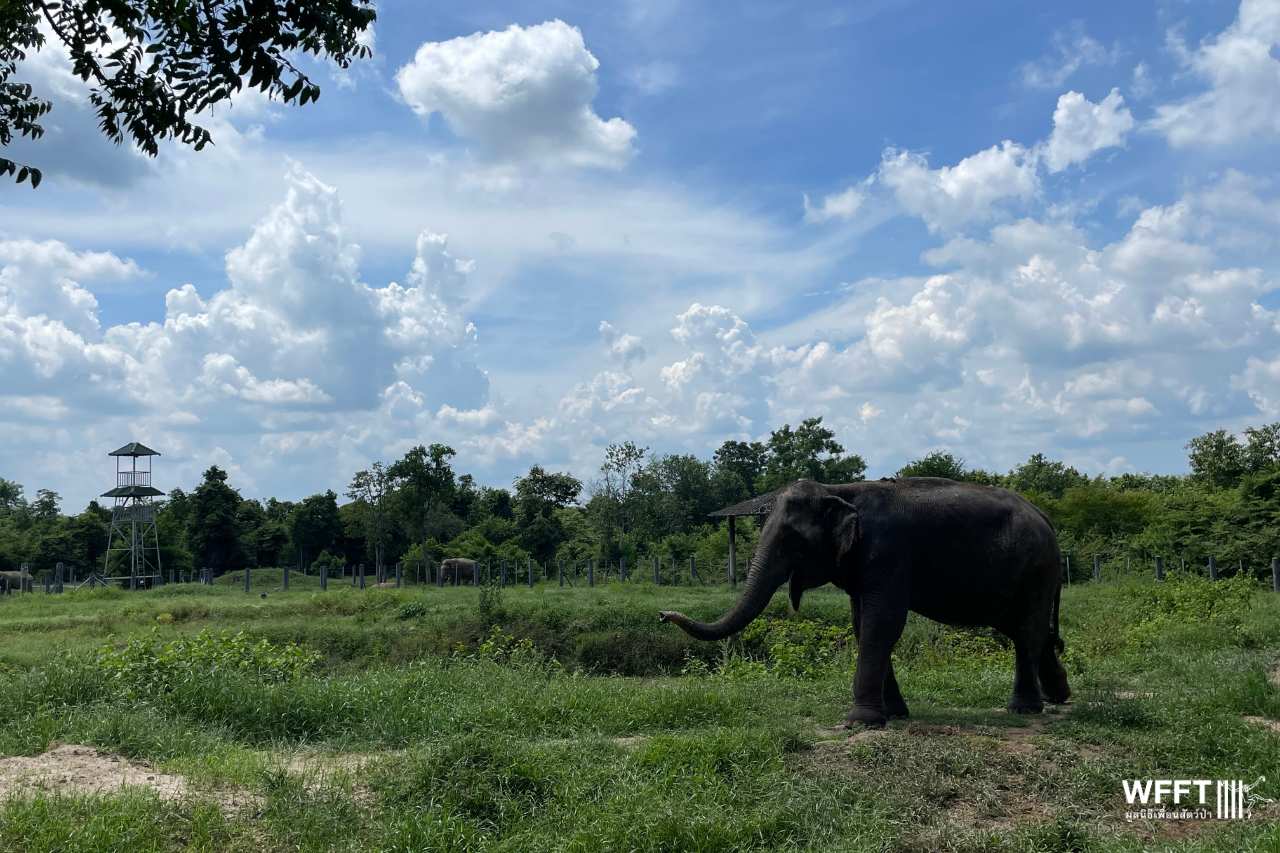 Nam Chok is now free from chains and pain