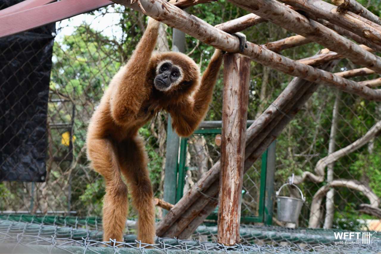 Jub Jib in her new enclosure