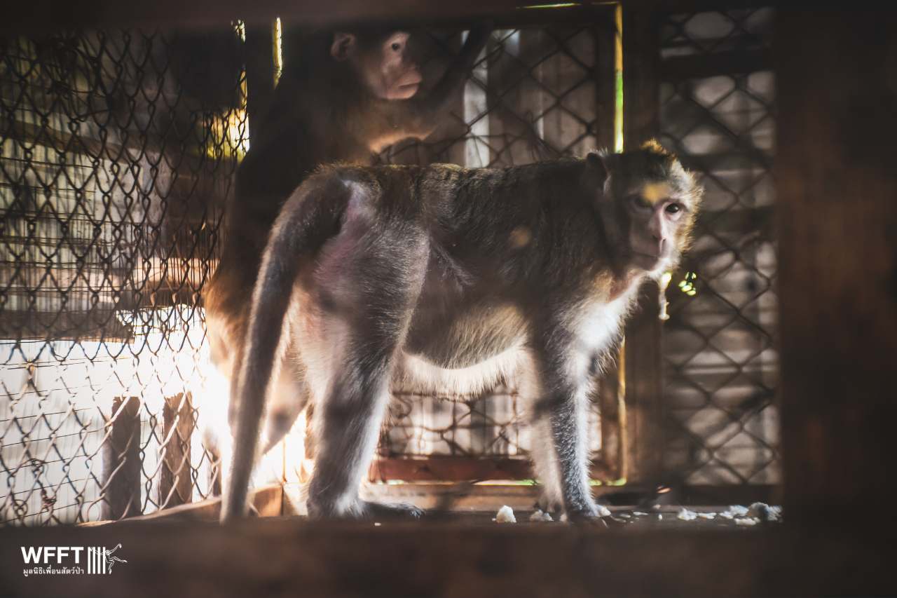 Hoy and Shampoo in their old cage